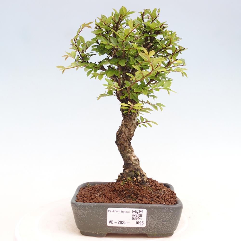 Venkovní bonsai - Zelkova - Zelkova NIRE