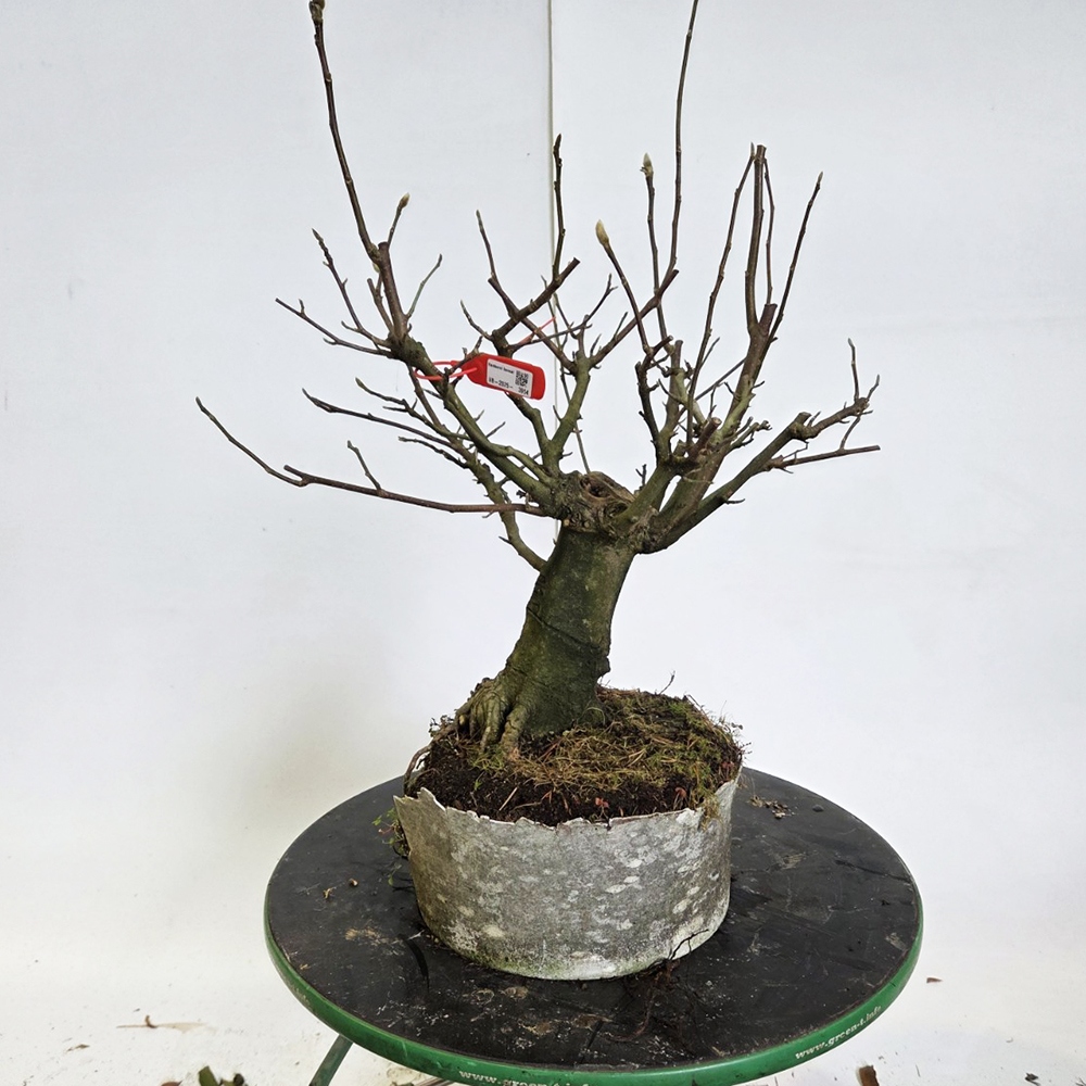 Venkovní bonsai - magnolia - Šácholan
