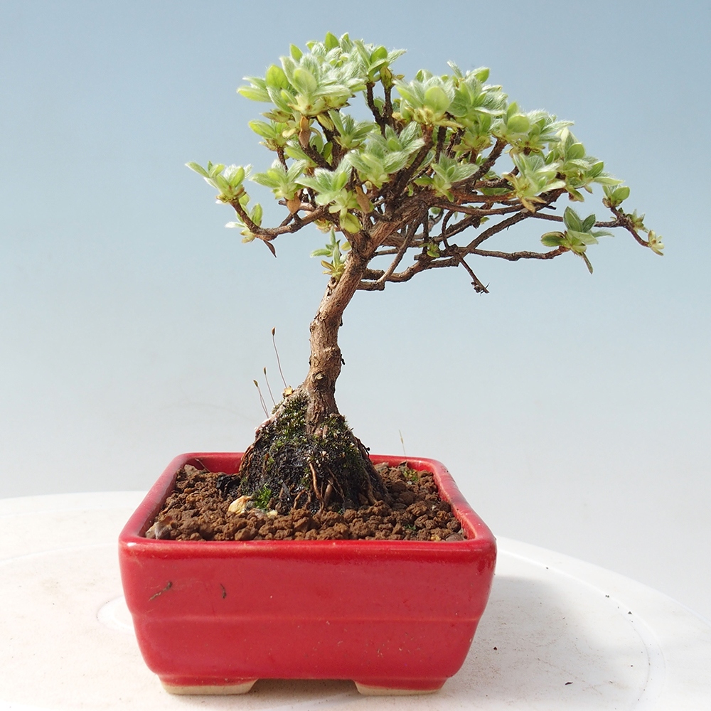 Venkovní bonsai - Rhododendron indicum - Japonská azalka
