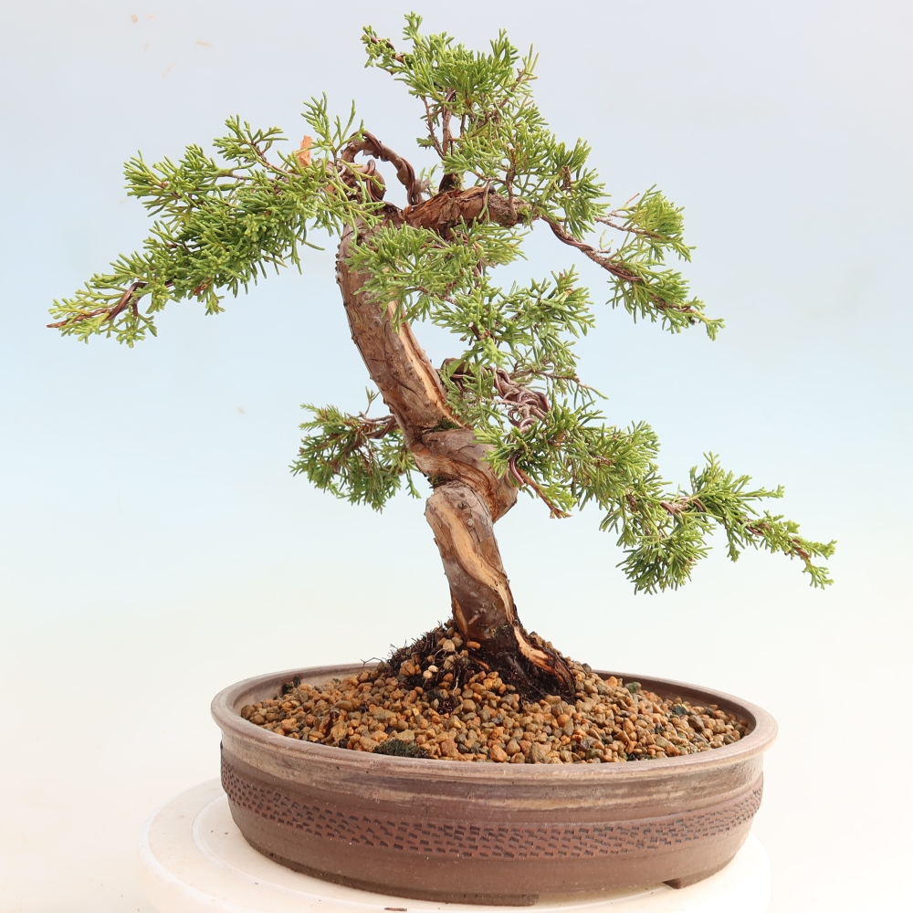 Venkovní bonsai - Juniperus chinensis Itoigawa-Jalovec čínský
