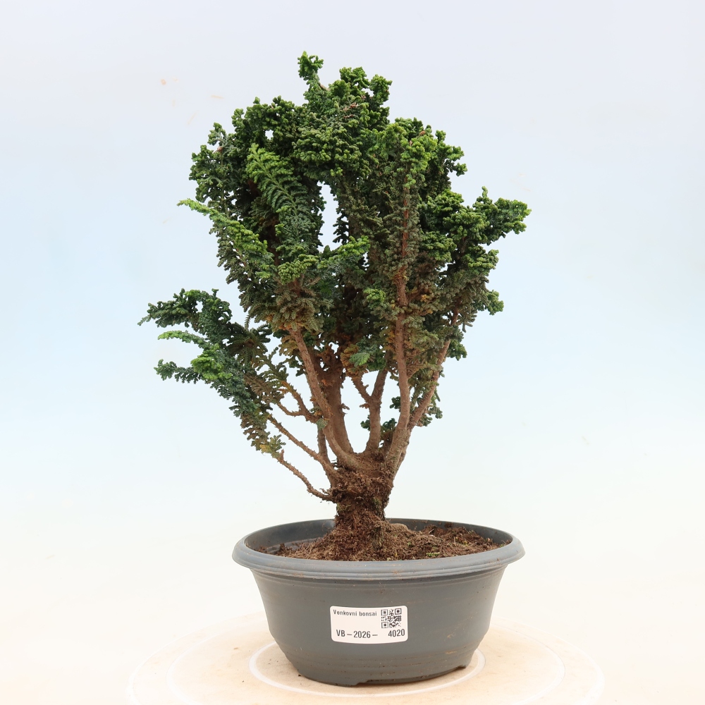Venkovní bonsai - Cham. obtusa SEKKA HINOKI - Cypřišek