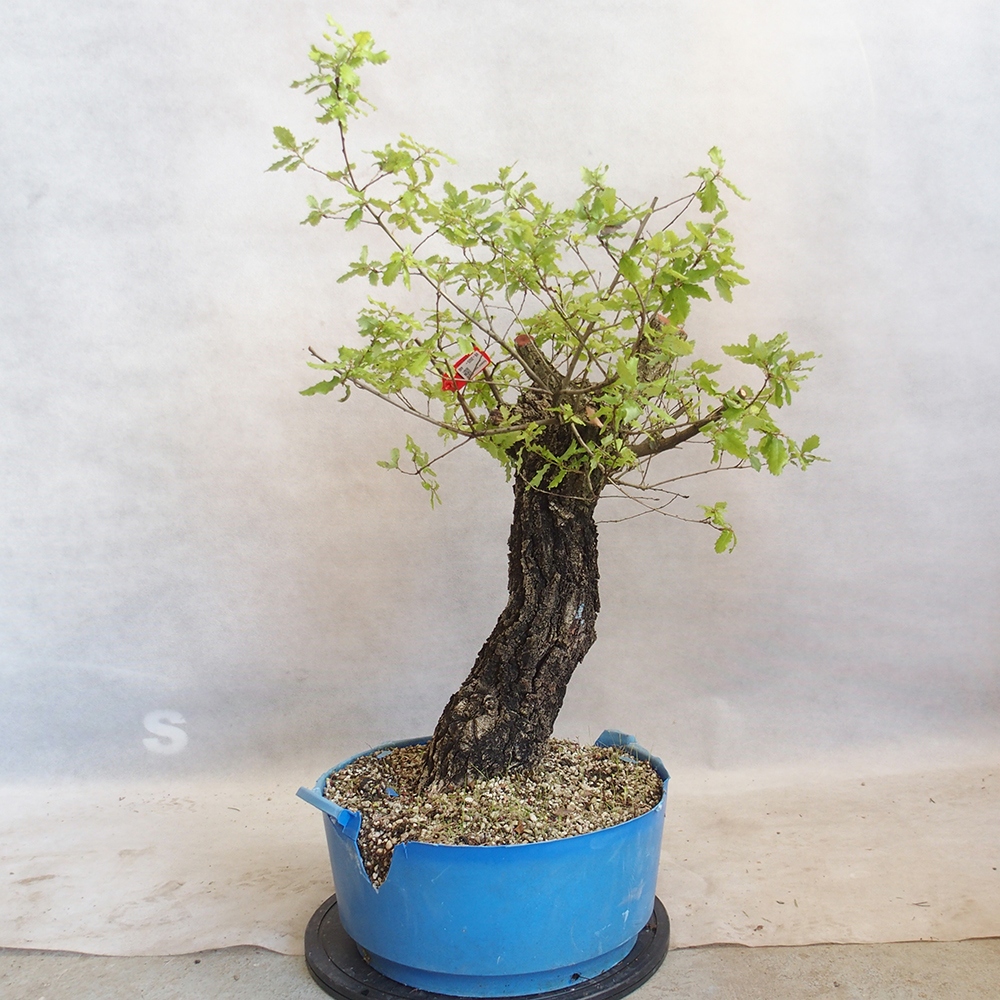 Venkovní bonsai Quercus Cerris - Dub Cer