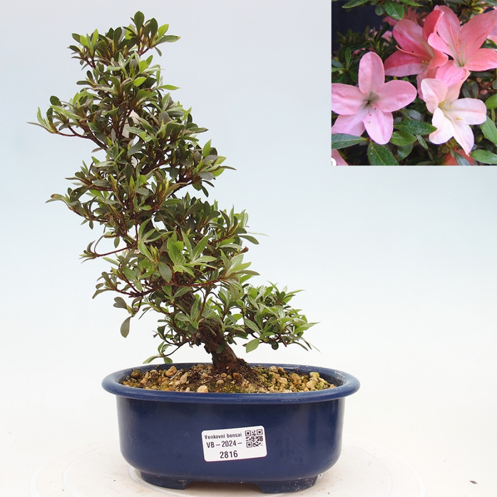 Venkovní bonsai - Japonská azalka - Azalea Nikko