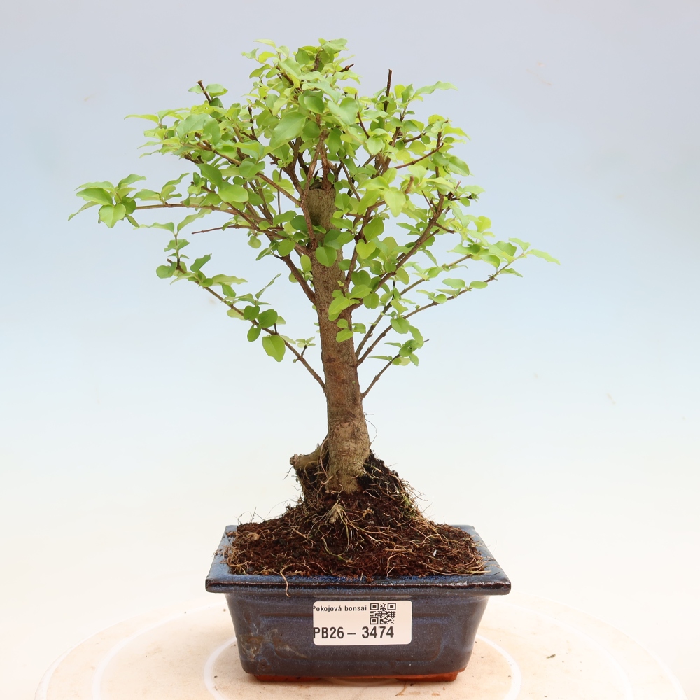 Pokojová bonsai -Ligustrum chinensis - Ptačí zob