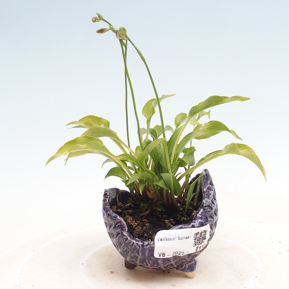 Venkovní bonsai - Mini Hosta - Bohyška