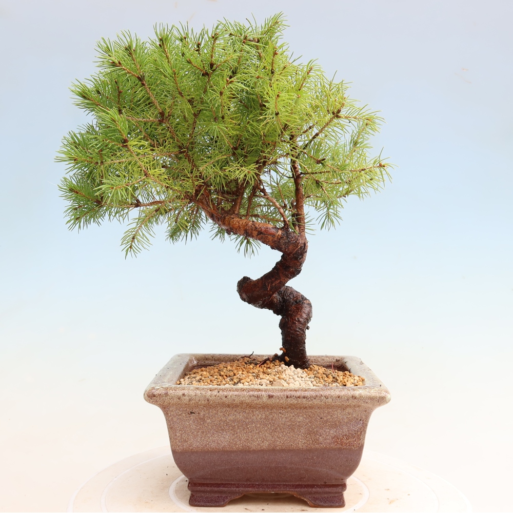 Venkovní bonsai- Smrk sivý - Picea glauca globe