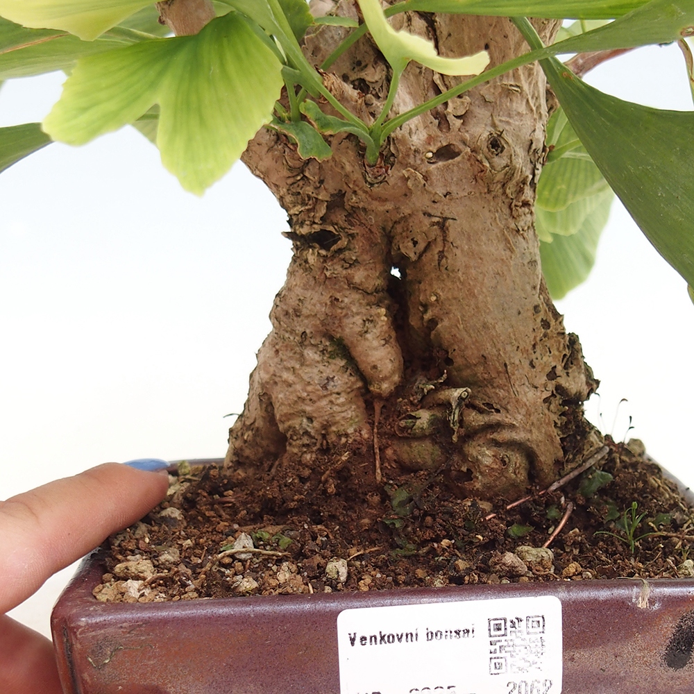 Venkovní bonsai - Jinan dvoulaločný - Ginkgo biloba
