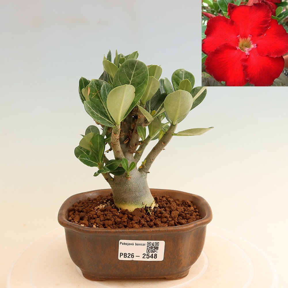 Pokojová bonsai - Adenium obesum Red Star - Pouštní růže