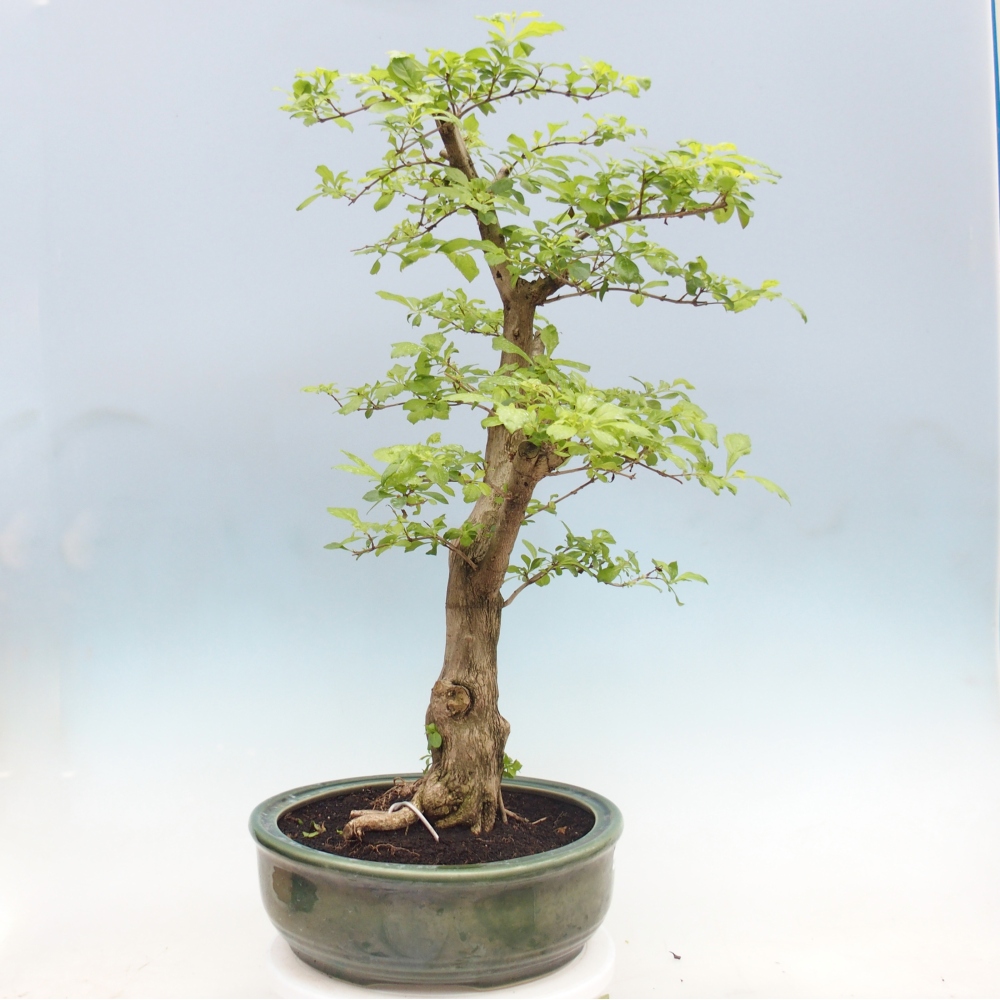 Pokojová bonsai - Duranta erecta Aurea - POUZE OSOBNÍ ODBĚR nebo paletová přeprava