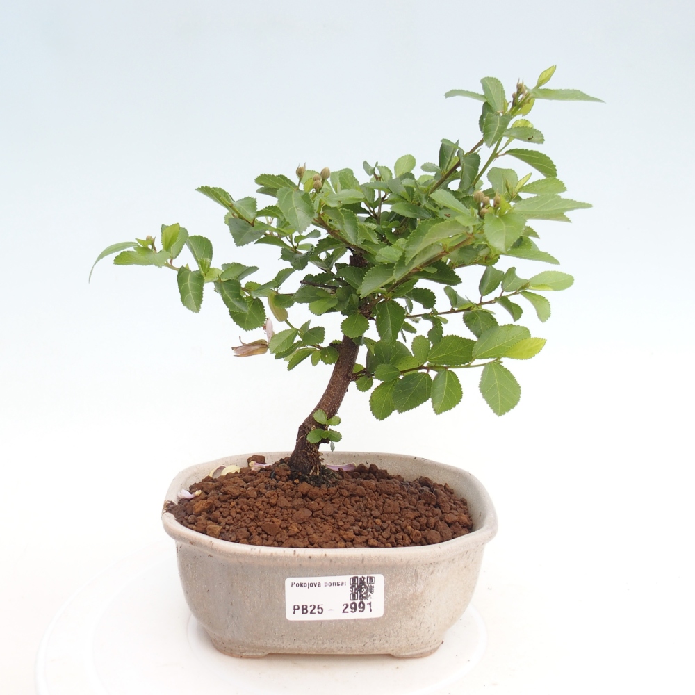 Pokojová bonsai - Grewia occidentalis - Hvězdice levandulová