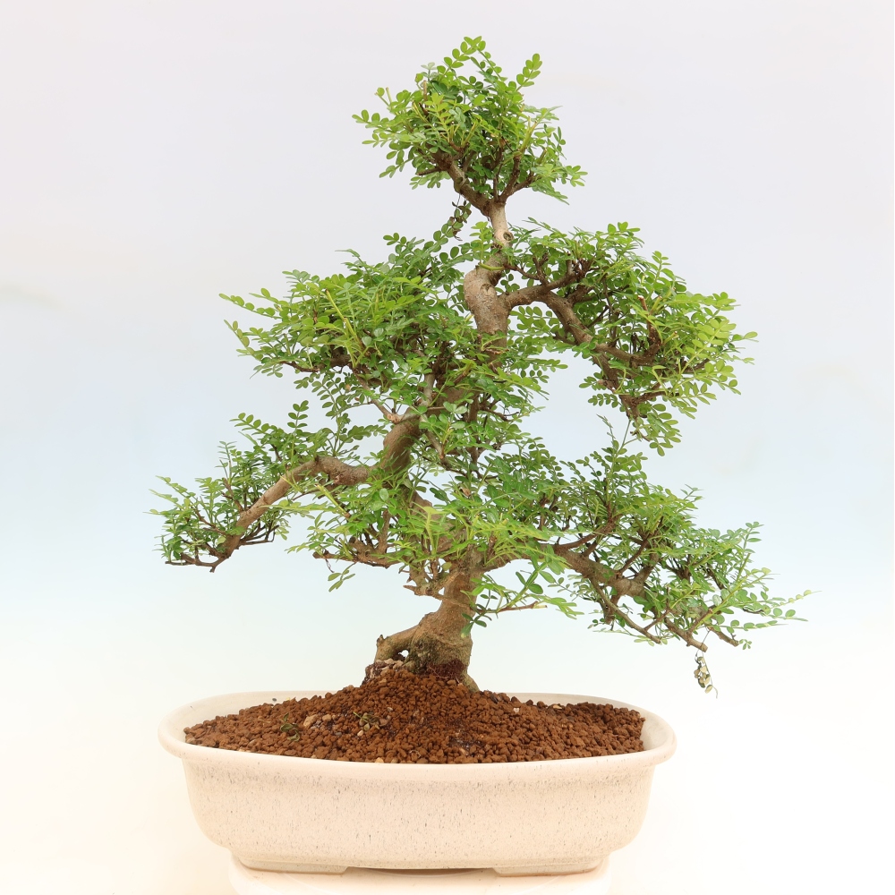 Pokojová bonsai - Zantoxylum piperitum - pepřovník