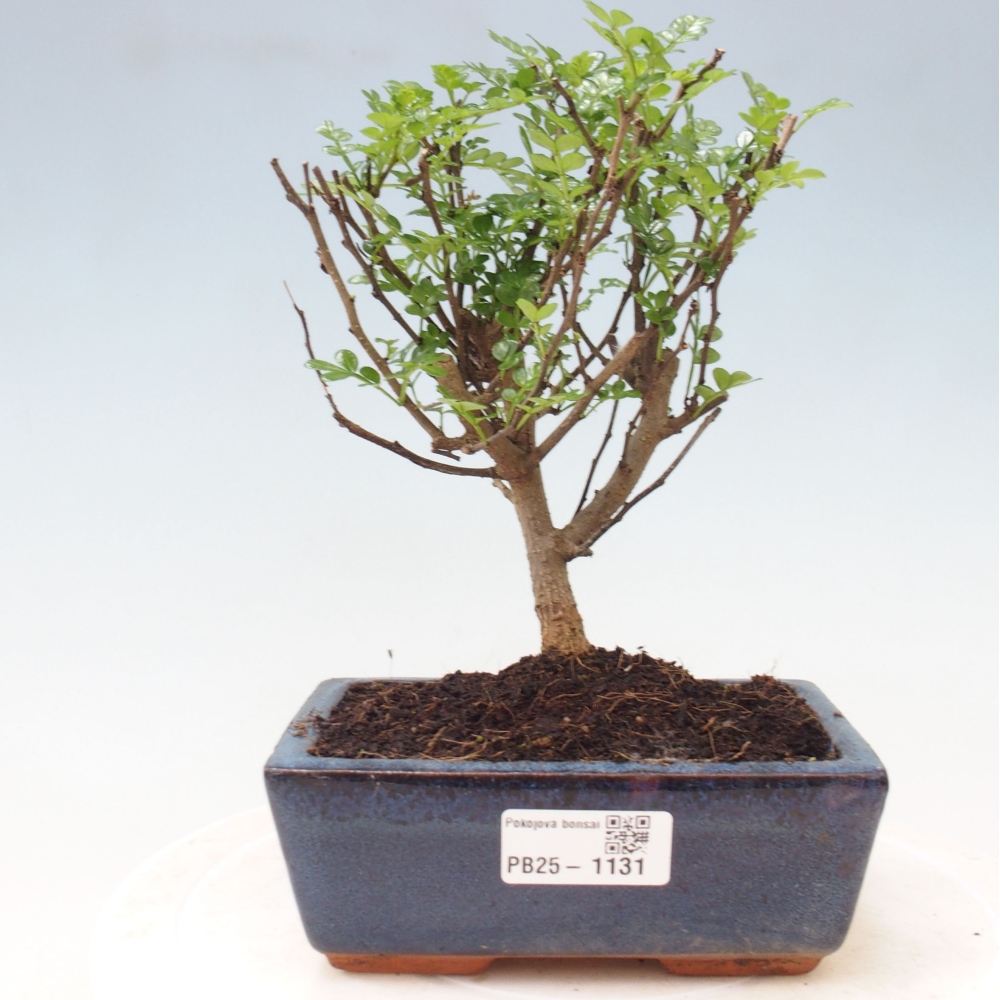 Pokojová bonsai - Zantoxylum piperitum - pepřovník