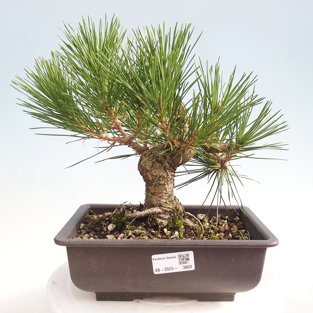Venkovní bonsai - Pinus thunbergii - Borovice thunbergova
