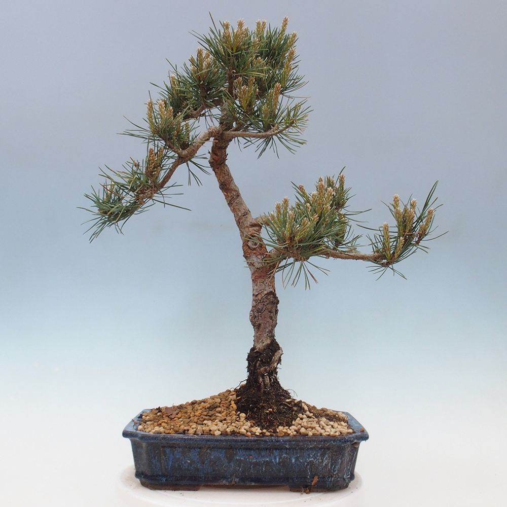 Venkovní bonsai - Pinus Sylvestris Watererri - Borovice lesní