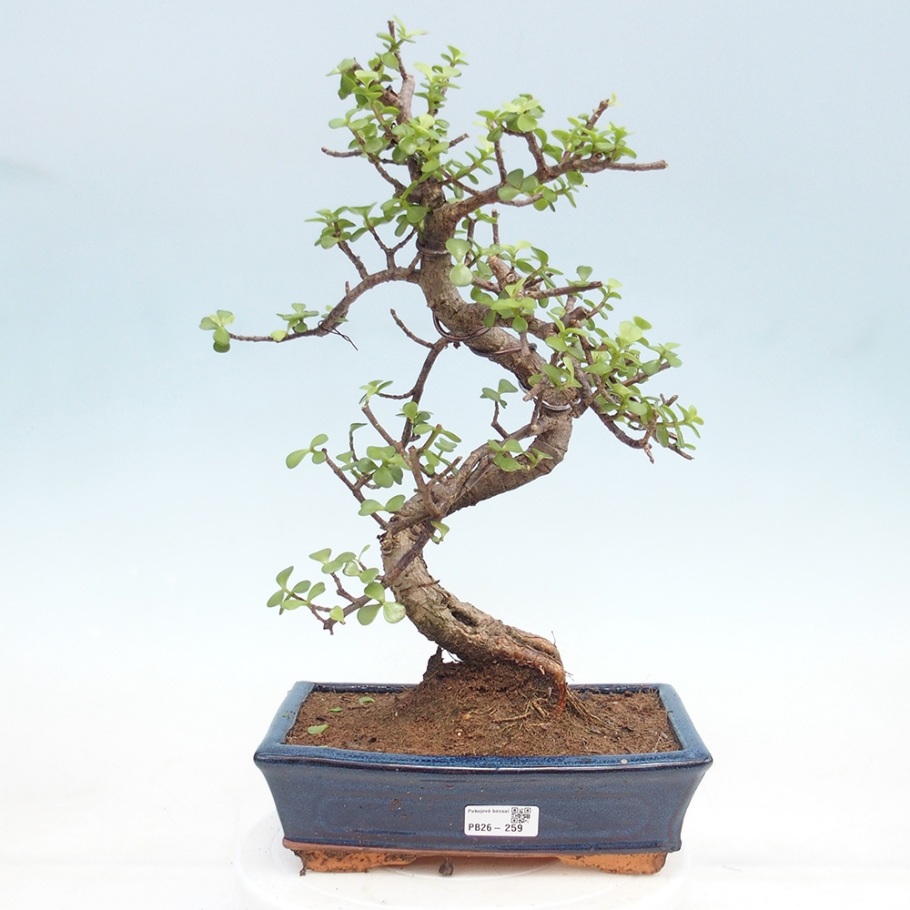 Pokojová bonsai - Portulakaria Afra - Tlustice