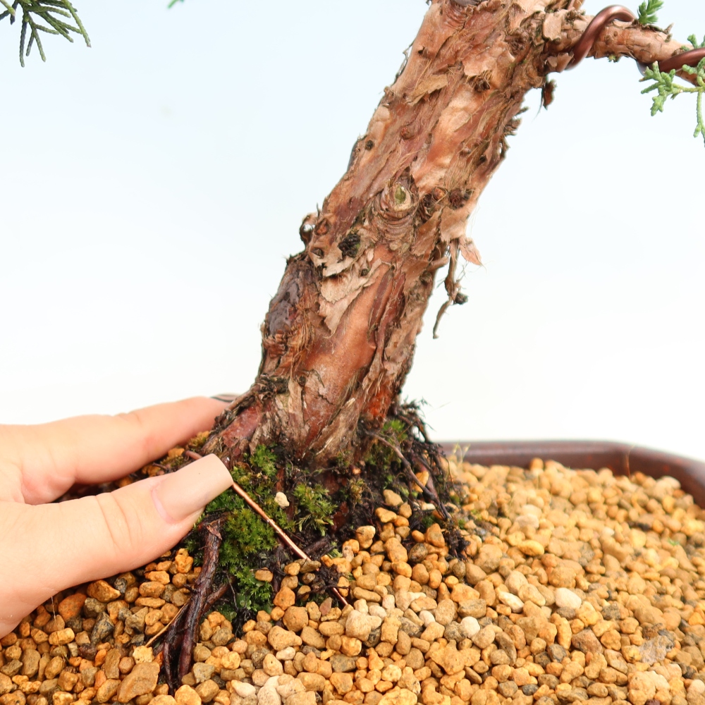 Venkovní bonsai - Juniperus chinensis Kishu -Jalovec čínský