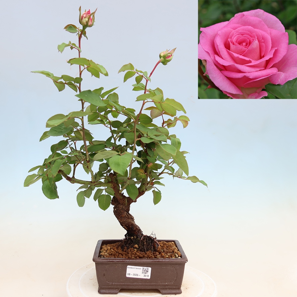 Venkovní bonsai - Rosa Kordes -  růže