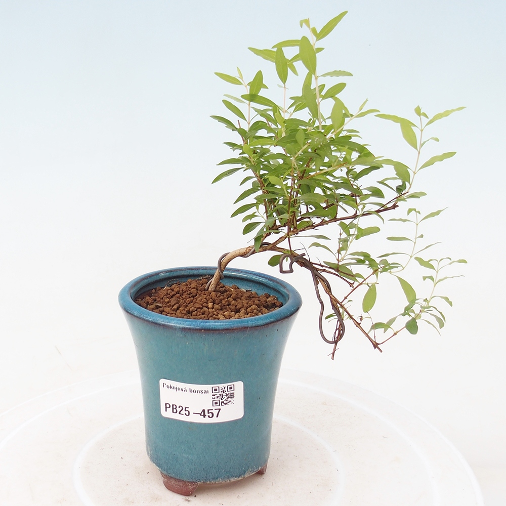 Pokojová bonsai-PUNICA granatum -Granátové jablko
