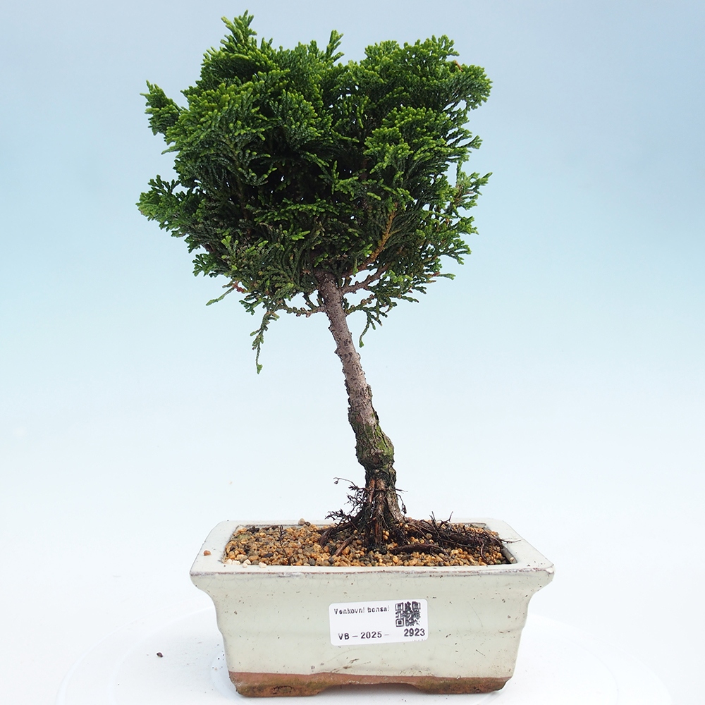 Venkovní bonsai - Cham.pis obtusa Nana Gracilis - Cypřišek
