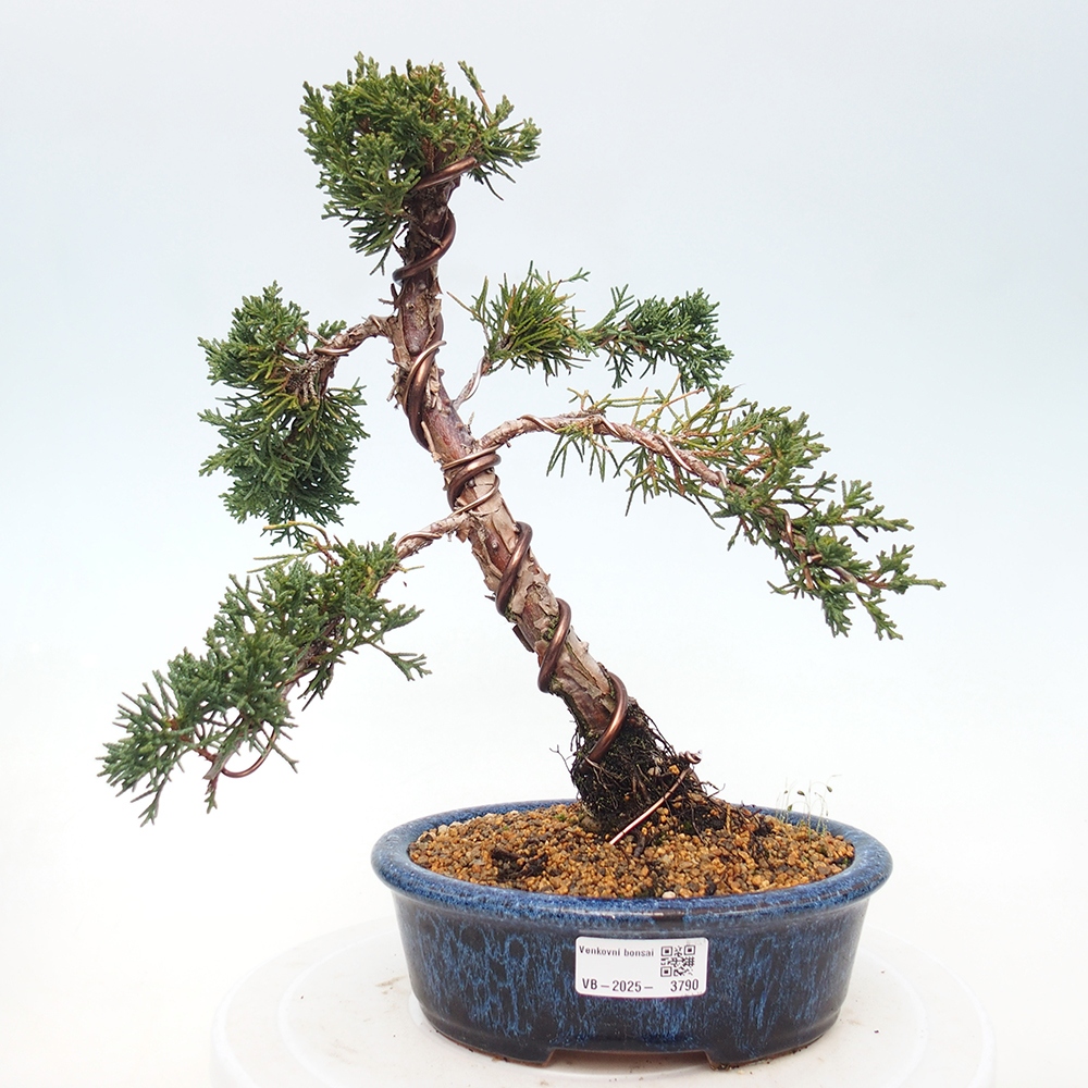 Venkovní bonsai - Juniperus chinensis Kishu -Jalovec čínský