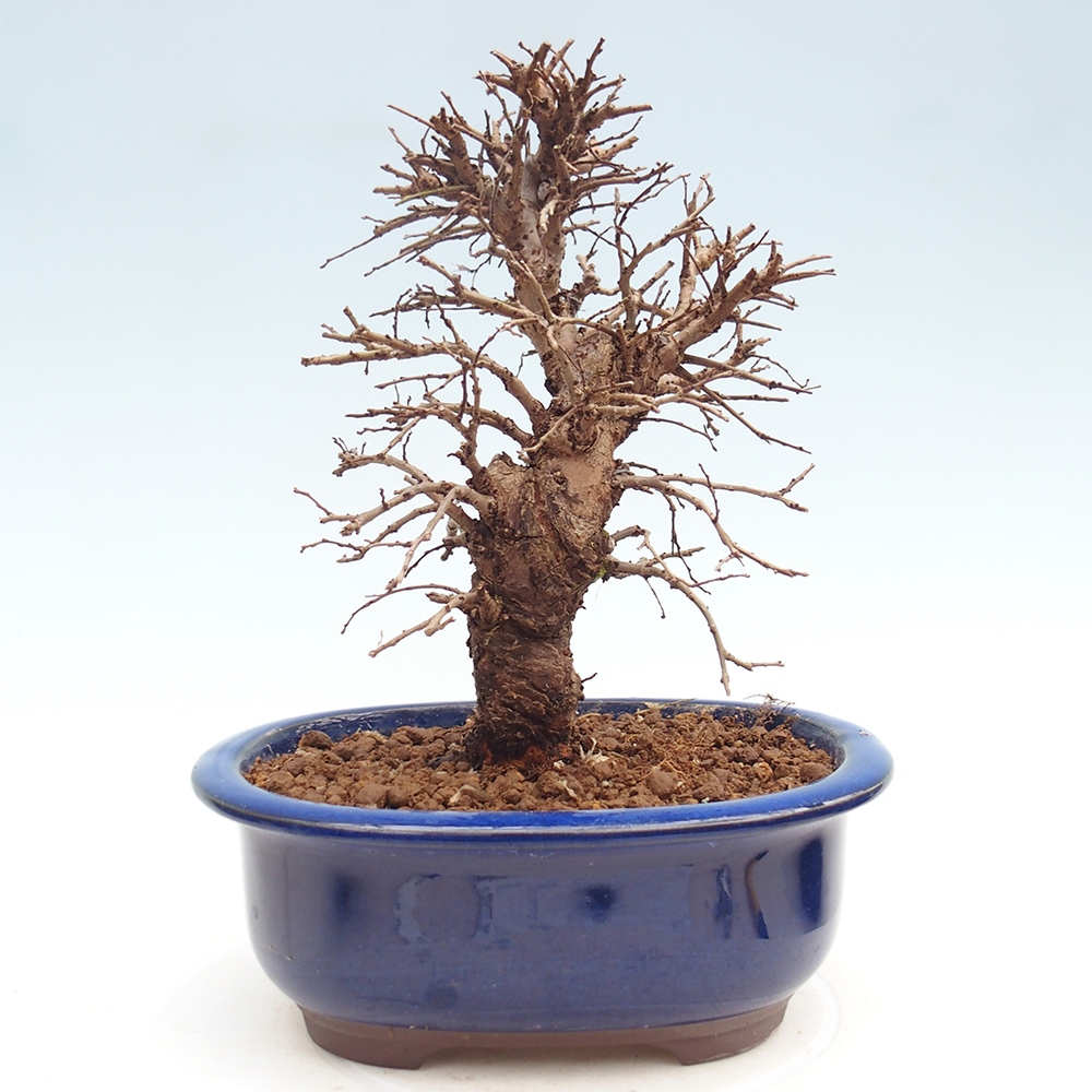 Venkovní bonsai - Zelkova - Zelkova NIRE