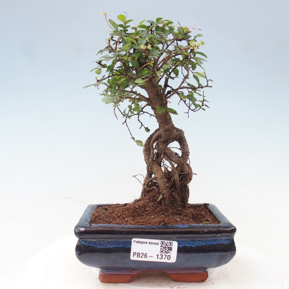 Pokojová bonsai - Ulmus parvifolia - Malolistý jilm