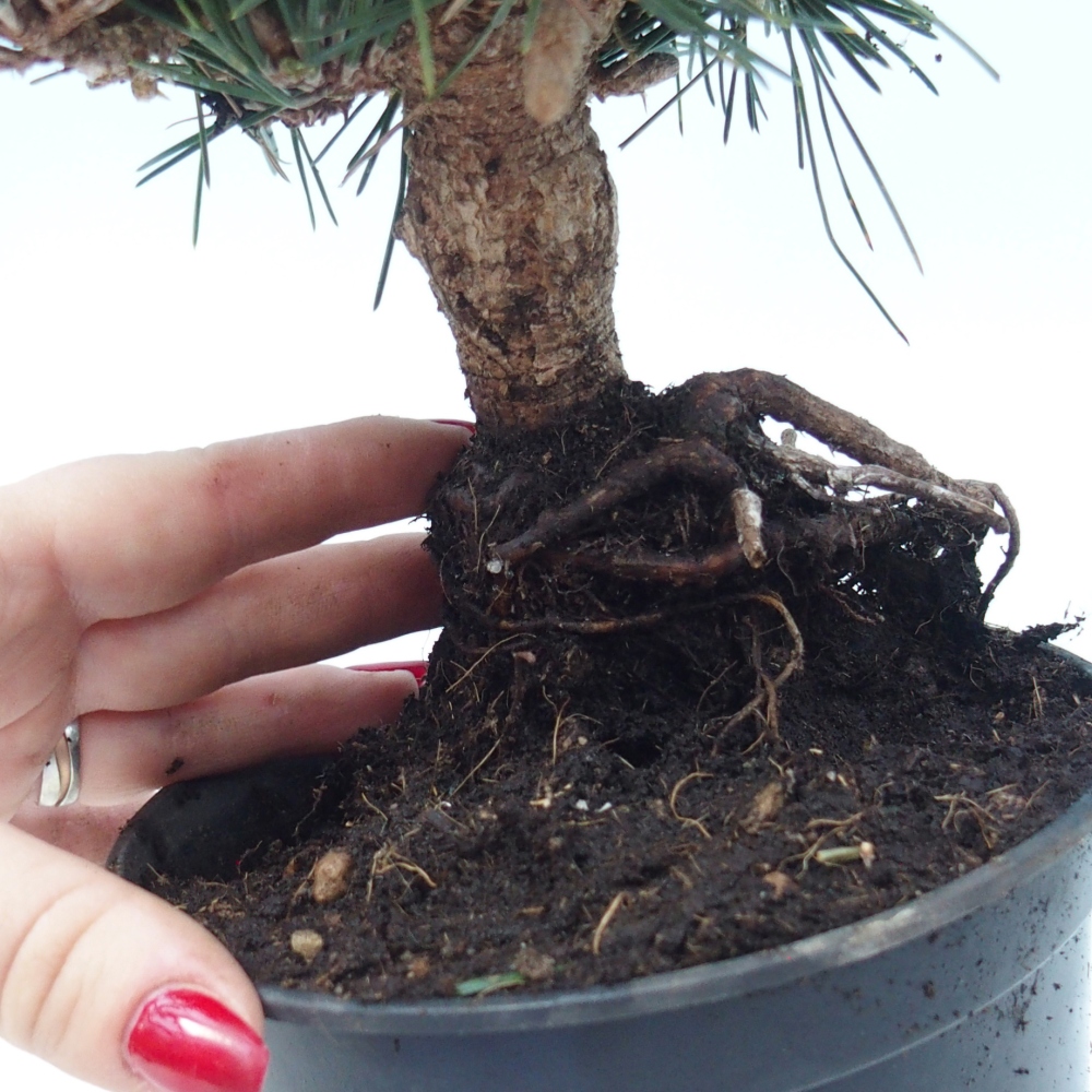 Venkovní bonsai - Pinus thunbergii senjyumaru - Borovice thunbergova