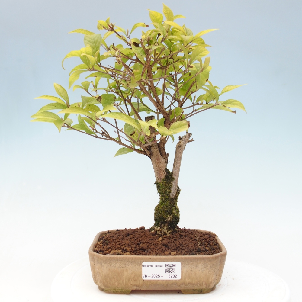 Venkovní bonsai - krásnoplodka - Callicarpa japonica