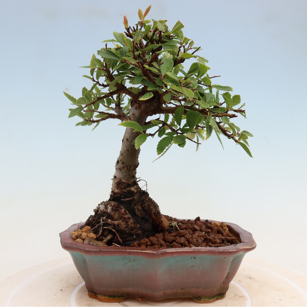 Venkovní bonsai - Zelkova - Zelkova NIRE