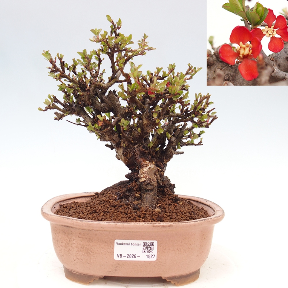 Venkovní  bonsai -  Chaneomeles speciosa - Kdoulovec ozdobný