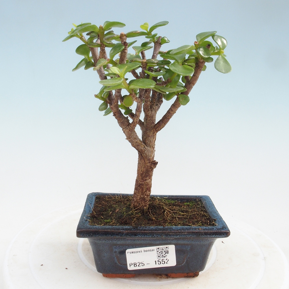 Pokojová bonsai - Portulakaria Afra - Tlustice