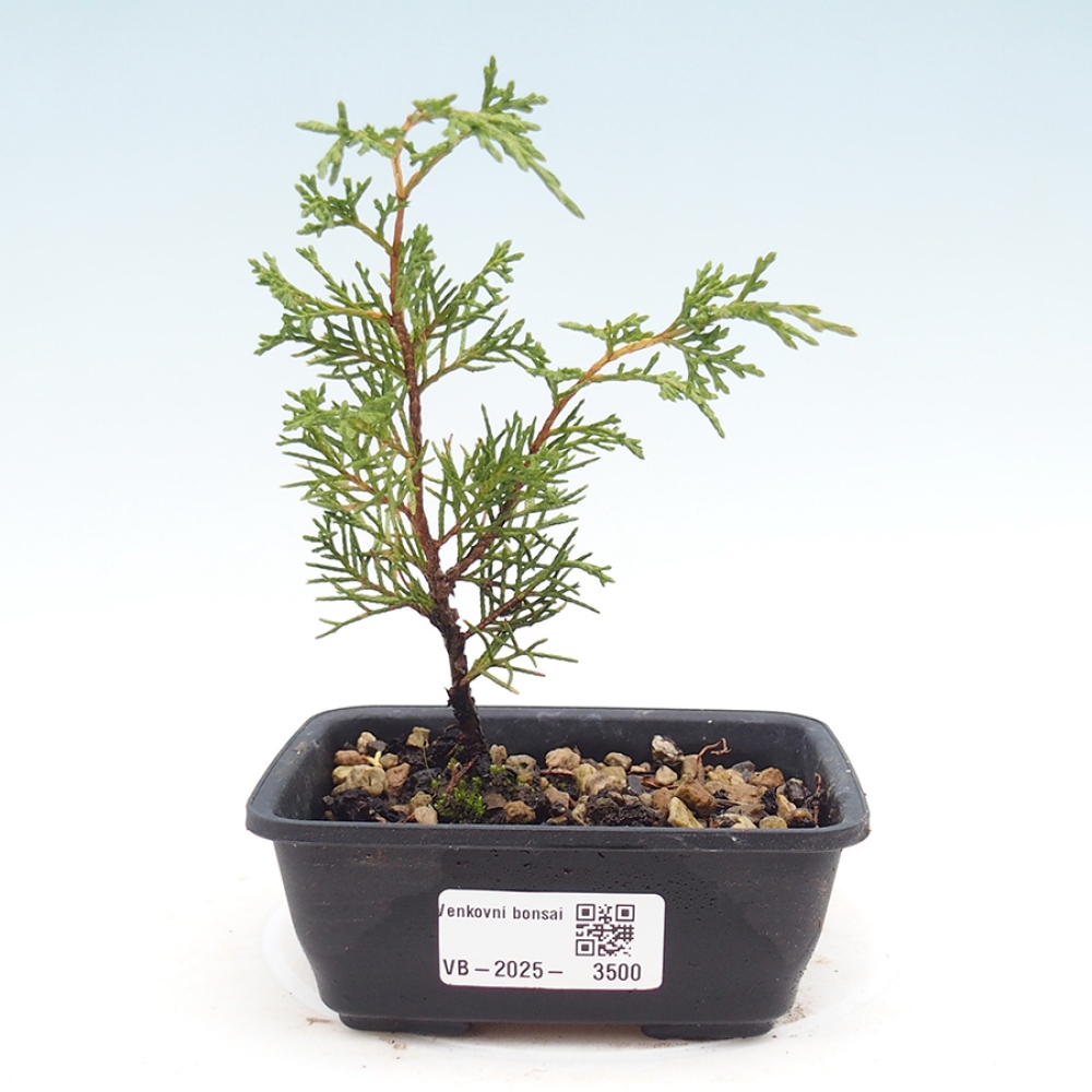 Venkovní bonsai - Juniperus chinensis Itoigawa -Jalovec čínský
