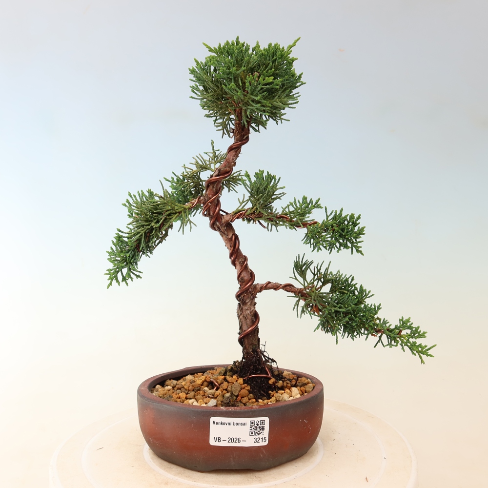 Venkovní bonsai - Juniperus chinensis Kishu -Jalovec čínský