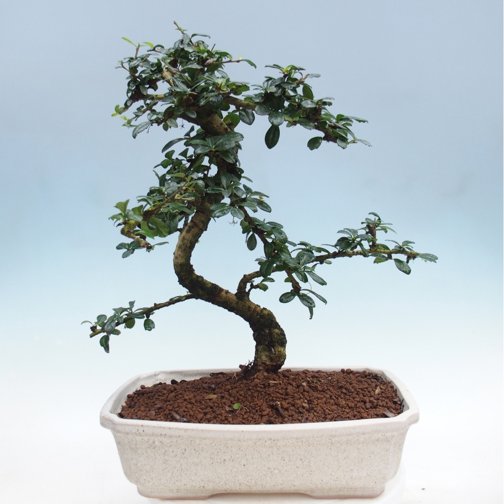 Pokojová bonsai - Carmona macrophylla - Čaj fuki