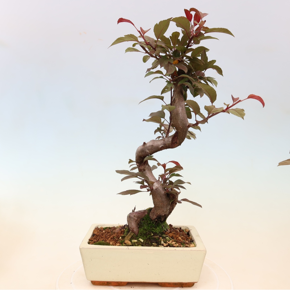 Venkovní bonsai -Malus domestica - Maloplodá jabloň červenolistá