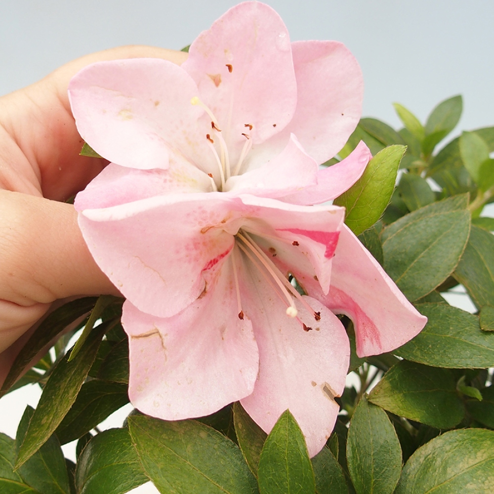 Venkovní bonsai - Japonská azalka - Azalea Saien