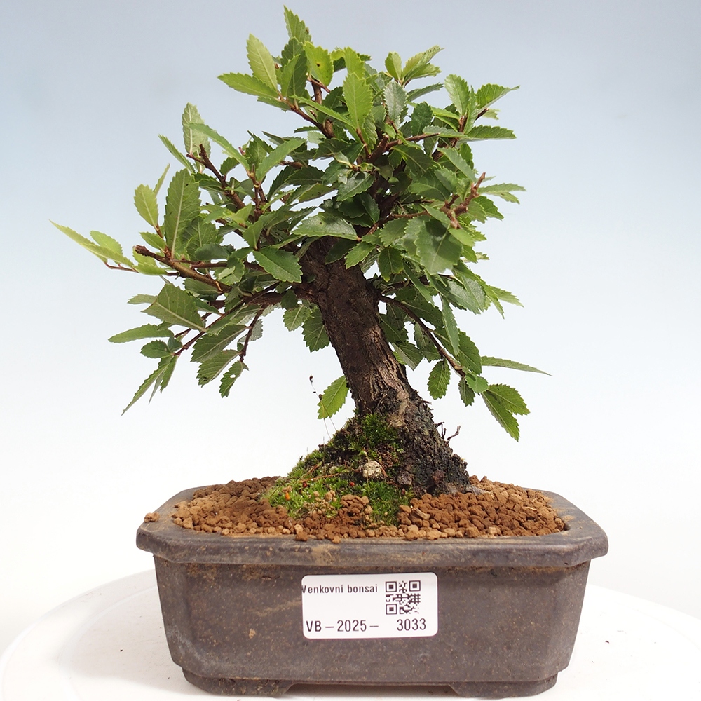 Venkovní bonsai - Zelkova - Zelkova NIRE