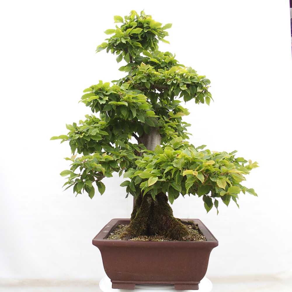 Venkovní bonsai - Habr obecný - Carpinus betulus