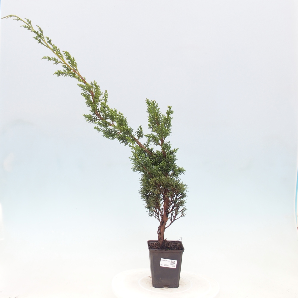 Venkovní bonsai - Juniperus chinensis Kishu -Jalovec čínský
