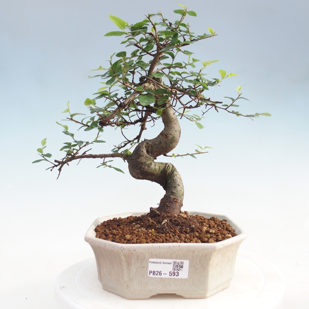 Pokojová bonsai - Ulmus parvifolia - Malolistý jilm