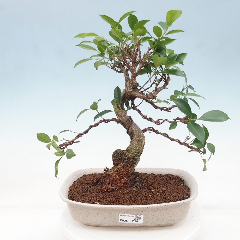 Pokojová bonsai - Ficus retusa -  malolistý fíkus 