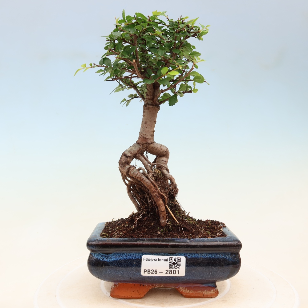 Pokojová bonsai - Ulmus parvifolia - Malolistý jilm