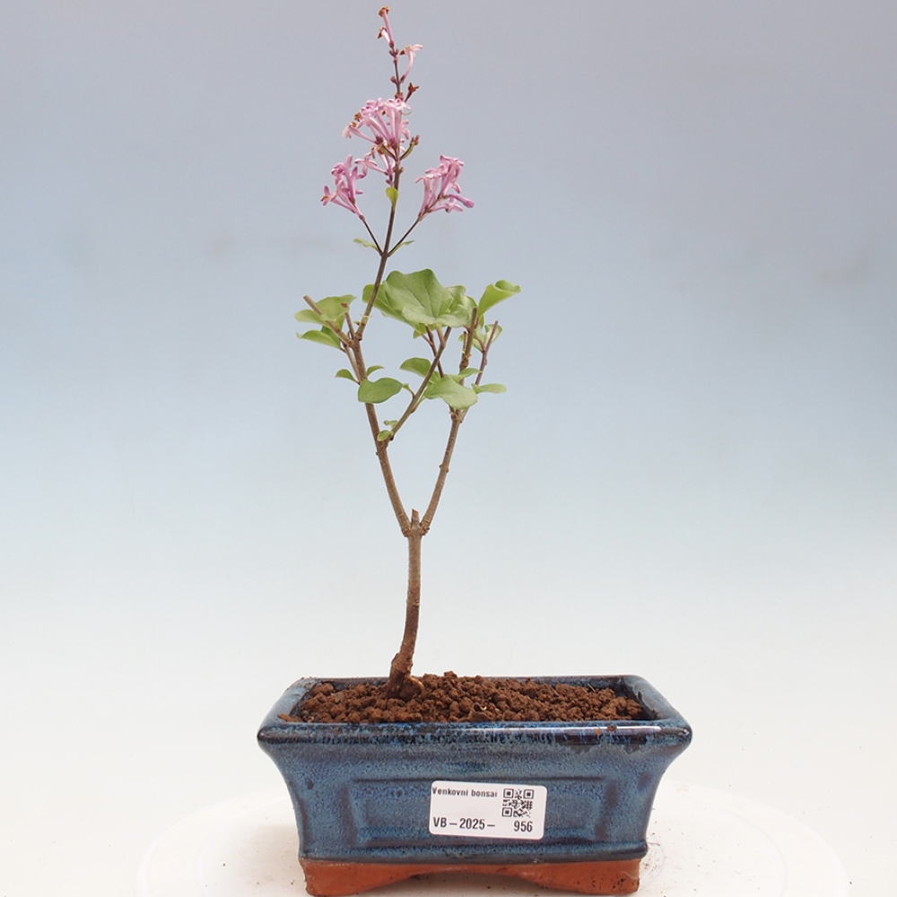 Venkovní bonsai - Syringa Meyeri Palibin - Šeřík Meyerův