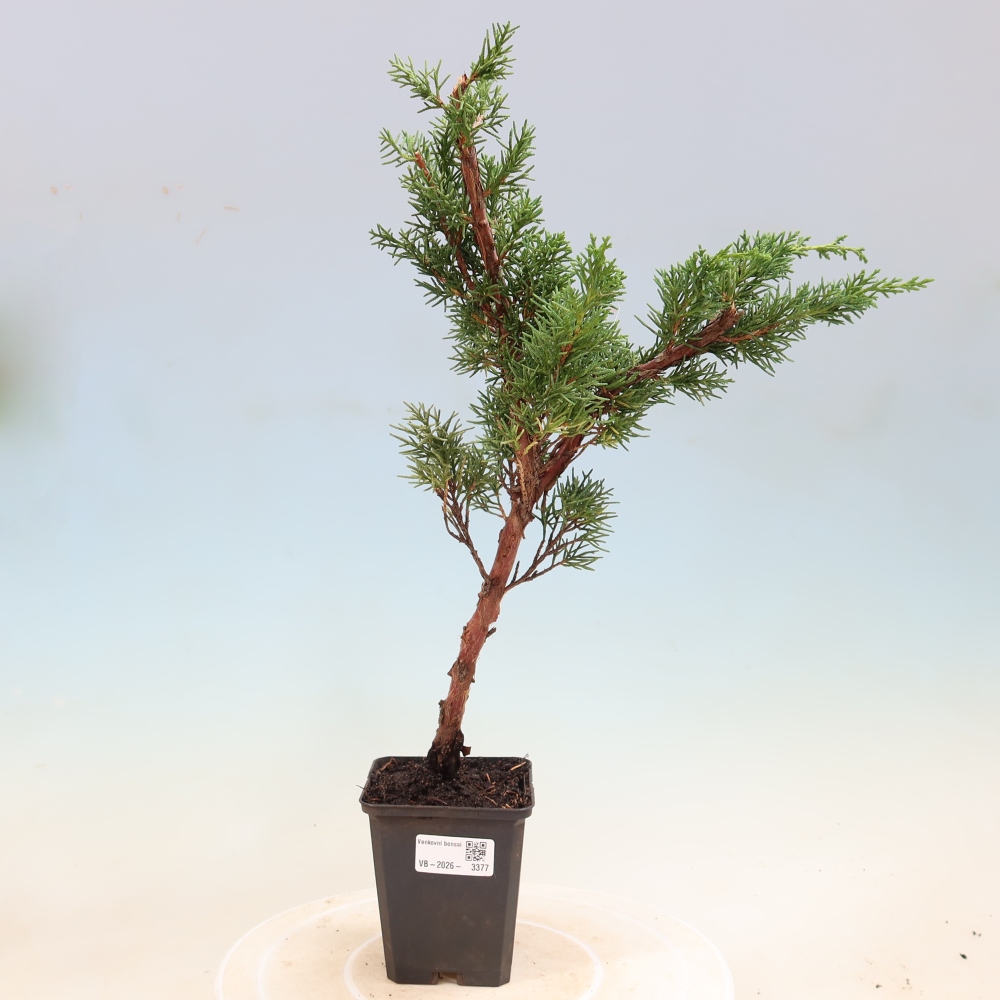 Venkovní bonsai - Juniperus chinensis Kishu -Jalovec čínský