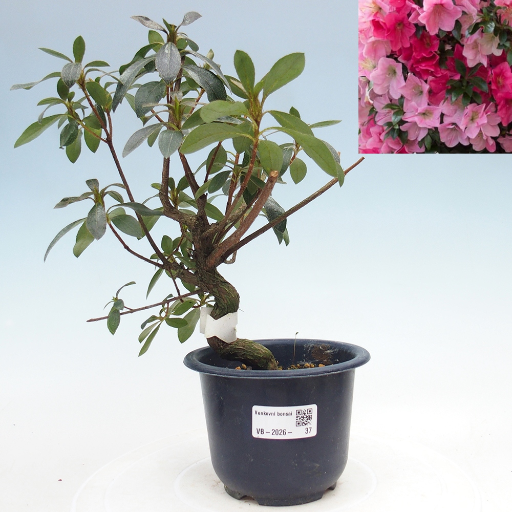 Venkovní bonsai - Japonská azalka - Azalea Saien