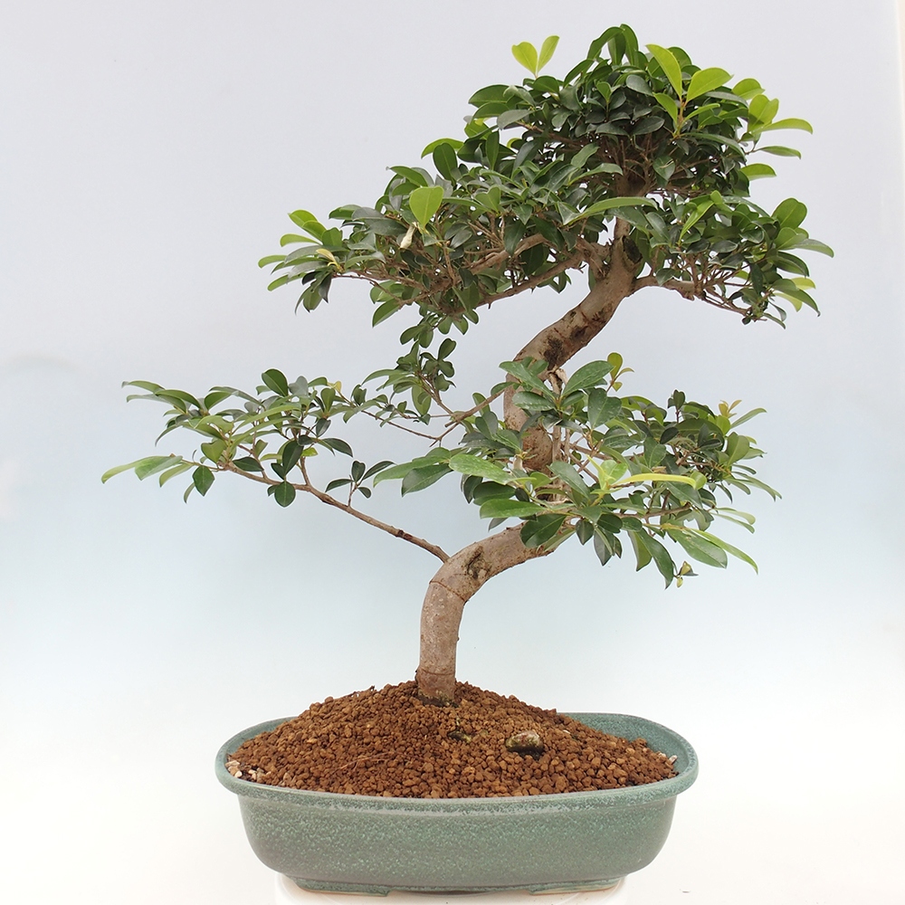 Pokojová bonsai - Australská třešeň - Eugenia uniflora - POUZE OSOBNÍ ODBĚR nebo paletová přeprava