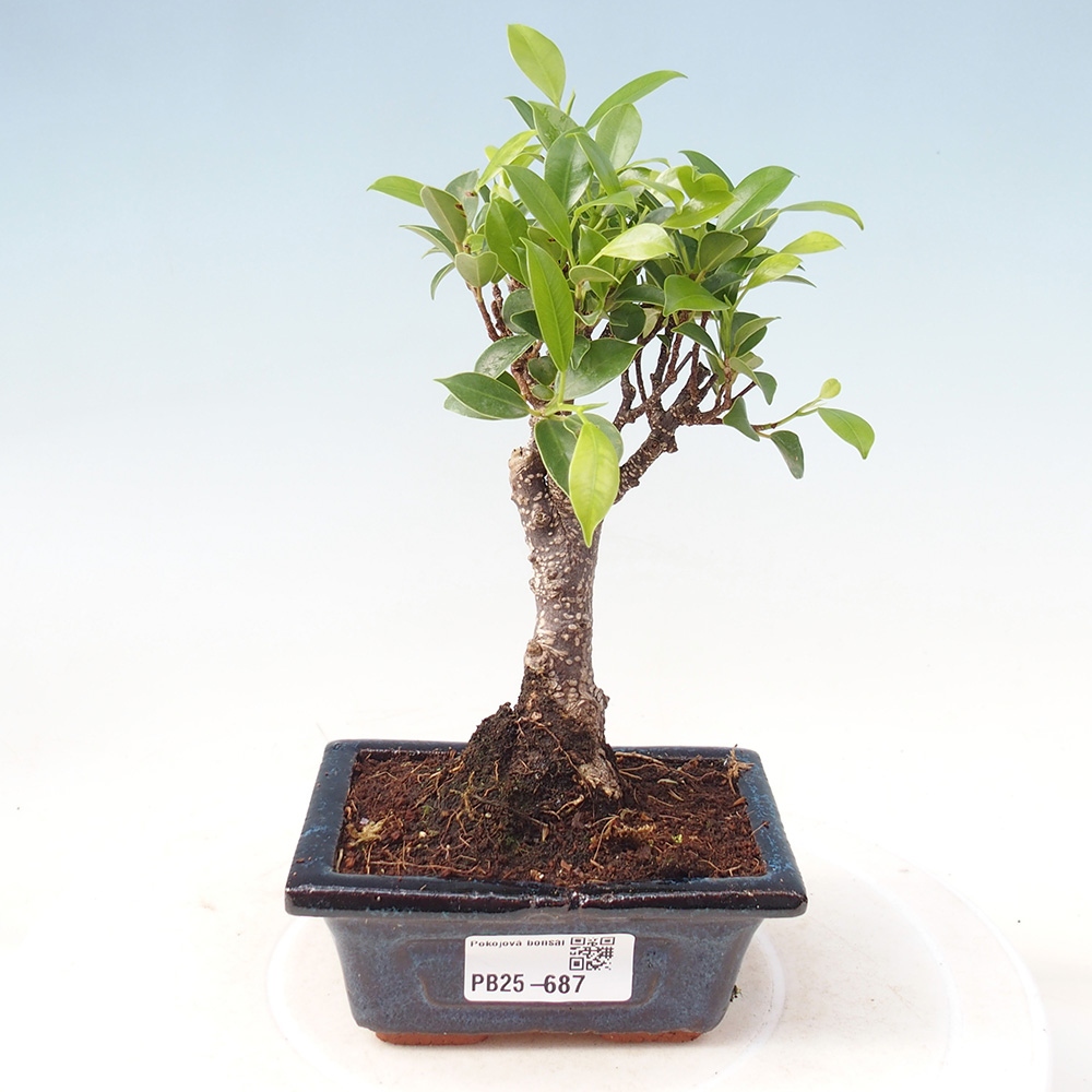 Pokojová bonsai Ficus retusa kimmen