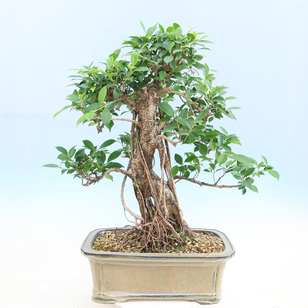Pokojová bonsai - Ficus kimmen -  malolistý fíkus