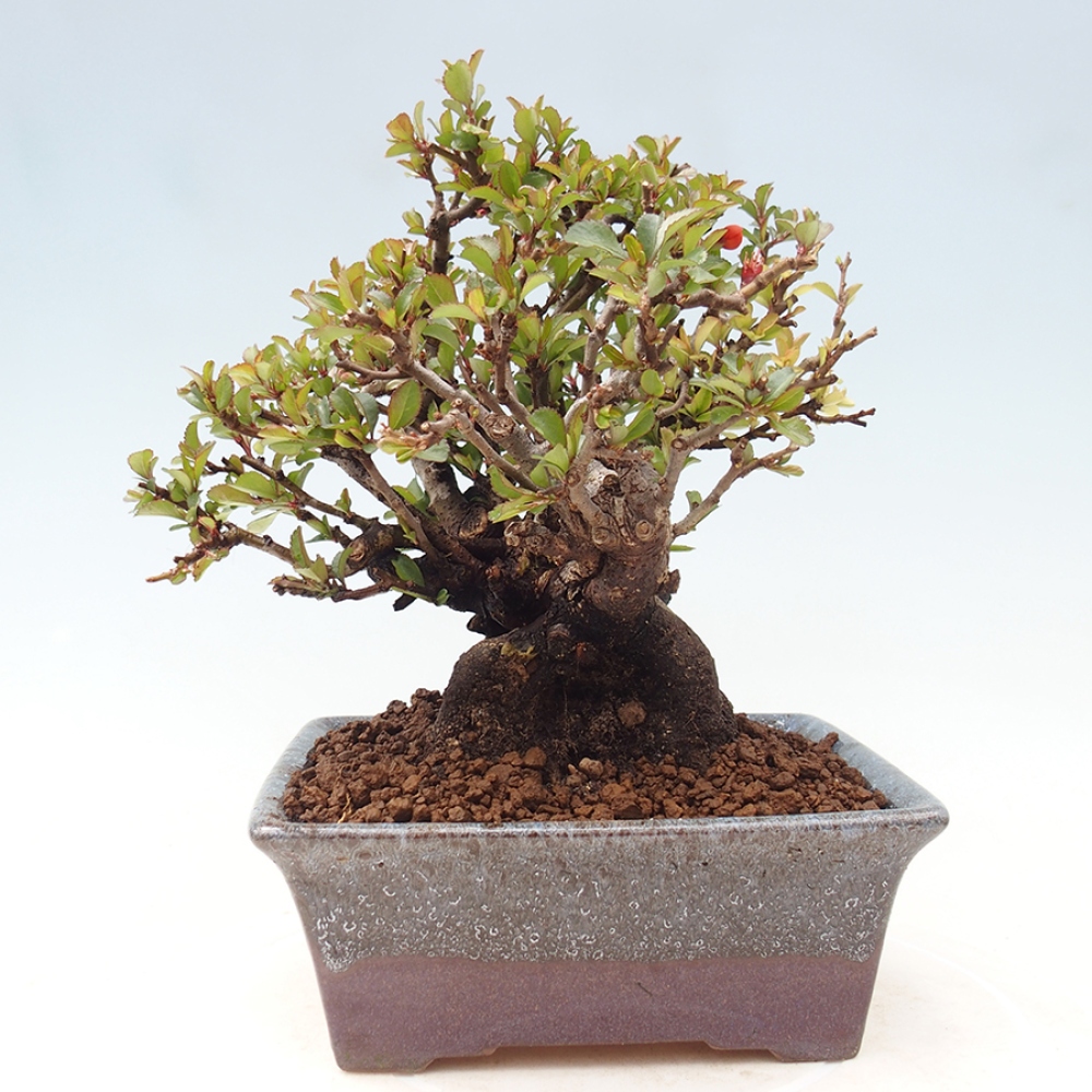 Venkovní  bonsai -  Chaneomeles speciosa - Kdoulovec ozdobný
