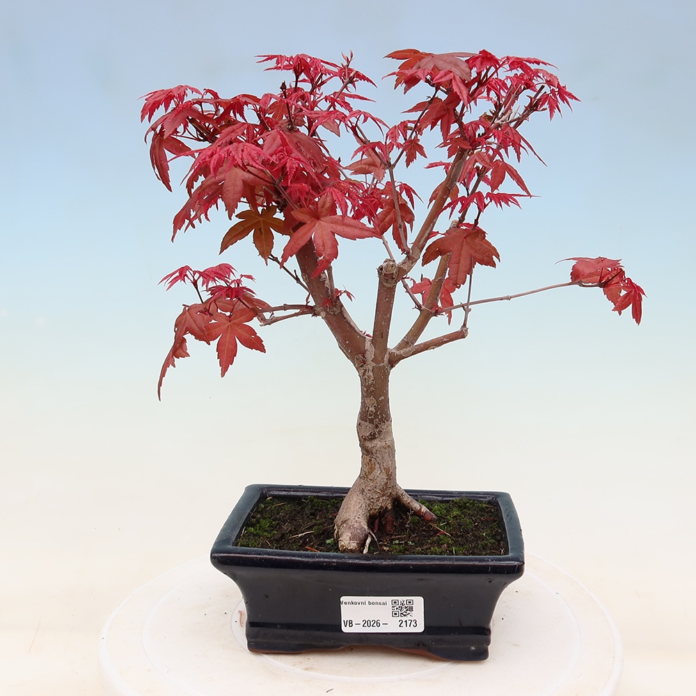 Venkovní bonsai - Javor dlanitolistý - Acer palmatum DESHOJO